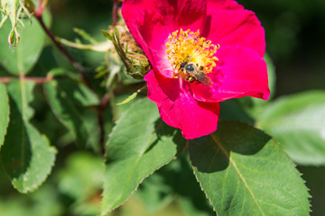bee on a rose blossom collecting pollen