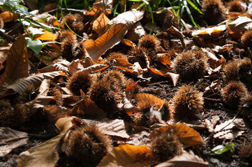 Kastanien und Herbstlaub in herbstlicher Nachmittagssonne