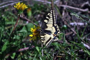 Fototapeta na wymiar Swallowtail butterfly sitting on dandelion, profile, spring sunny day, Ukraine, soft bokeh