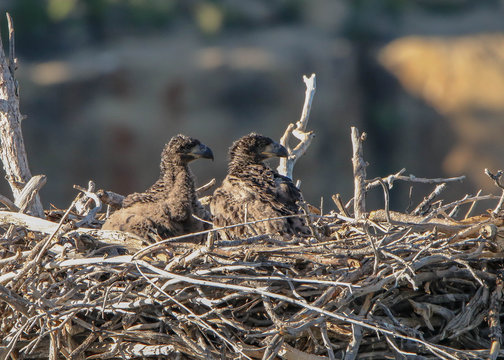 Bald Eagle Chicks