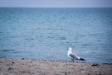 Seagull