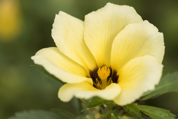 close up macro of flower with white and yellow petals and detail in purple