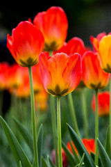 Obraz premium Flowers