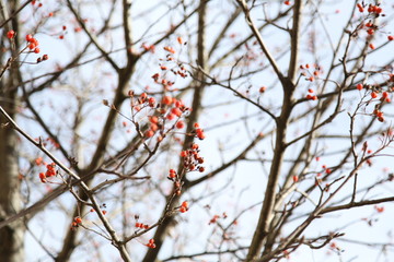 Red berries on a tree