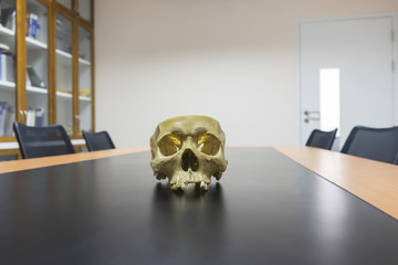 Skull model in the library
