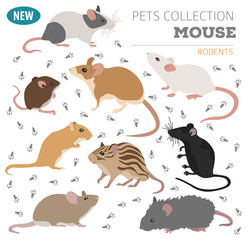 Mice breeds icon set flat style isolated on white. Mouse rodents collection. Create own infographic about pets