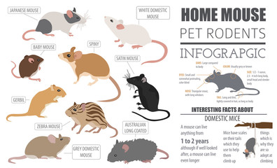 Mice breeds icon set flat style isolated on white. Mouse rodents collection. Create own infographic about pets