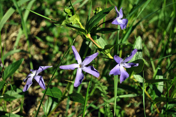 Vinca herbacea (common name herbaceous periwinkle) flowers, grass background