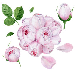 Set of watercolor illustrations of a bouquet of English roses with buds, leaves and petals. The elements of the wedding decor