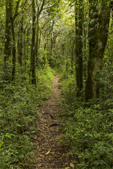 front vertical view of a dirt track in the middle of the forest surrounded by trees
