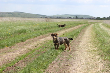 stray dogs on a dirt road in a field