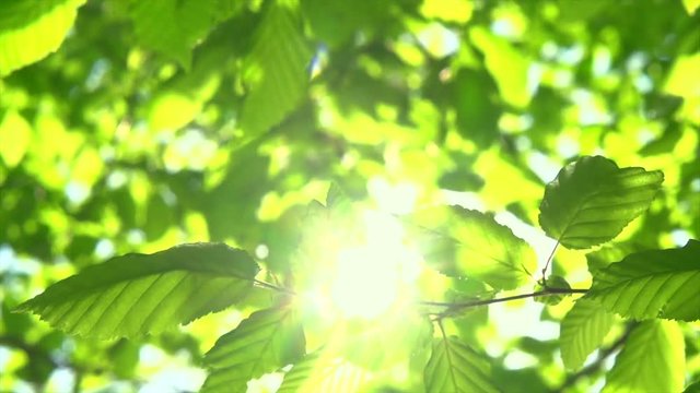 Nature background. Sun shining through the blowing on wind tree green leaves. Slow motion 4K UHD video 3840X2160 