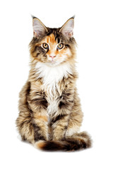 Cat looks, Maine Coon breed