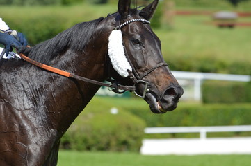 Fototapeta premium cheval de courses