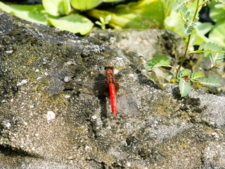 Dragonfly on water lily, Indonesia