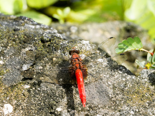 Dragonfly on water lily, Indonesia