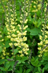Yellow flower spikes of the false indigo Baptisia