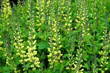 Yellow flower spikes of the false indigo Baptisia