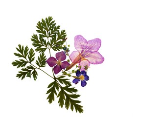 Beautiful flower floral pressed plant colorful natural decoration isolated on white background