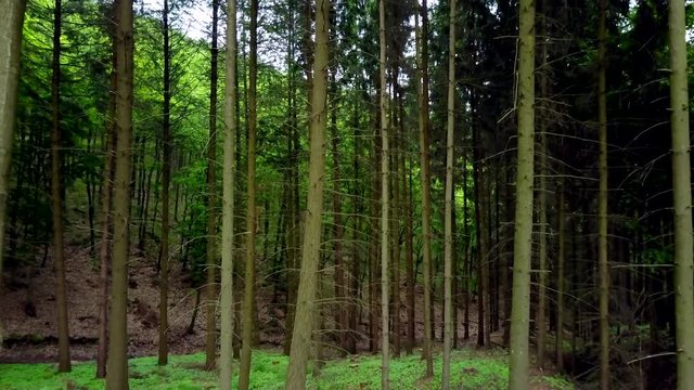 Steadicam shot thru green forest. Stabilized video of summer walk in forrest.