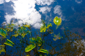 Fototapeta na wymiar Sky Reflection Over A Pond With Water Lily