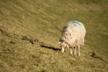 Obraz na płótnie Canvas Irish sheep