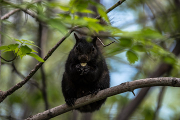 Squirrel in a tree snacking on a peanut