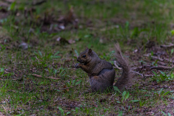 Brown squirrel on the grass eating