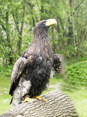 White-tailed eagle, Haliaeetus albicilla, in zoo in Jihlava
