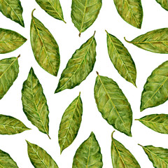 Bay leaf watercolor vector illustration isolated on white background, Hand drawn seamless pattern, Design food, Organic fresh spice ingredient for healthy market, restaurant menu, kitchen aromatherapy