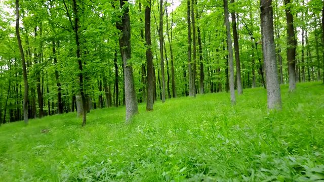 Steadicam shot thru green forest. Stabilized video of summer walk in forrest.