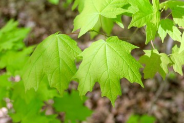 the green spring leaves on the branch of the tree.