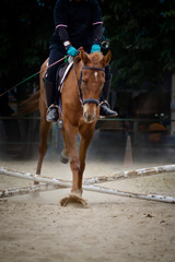 Horse jumping and running.
