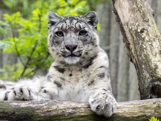 Rolgordijnen Resting Snow leopard, Uncia ounce © vladislav333222