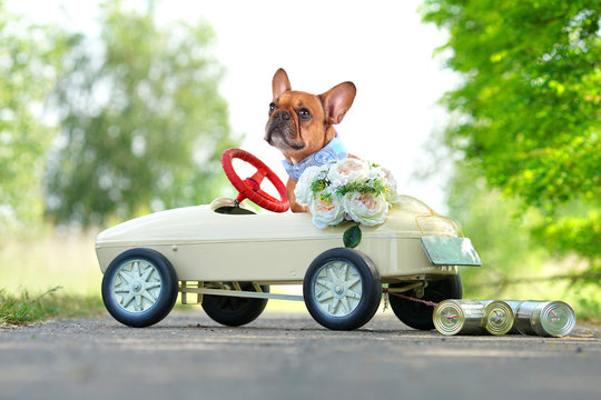 Hochzeit - Hund im Tretauto
