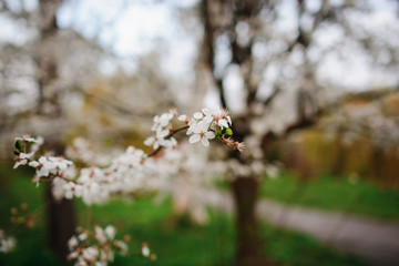 A blooming branch of apple tree in spring