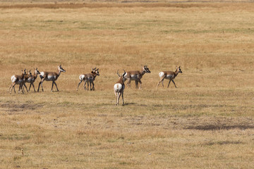 Naklejka na ściany i meble Pronghorn Antelope Herd in Rut