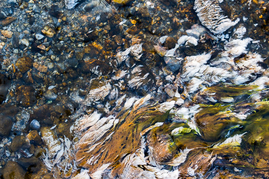 chloroflexus aurantiacus, photosynthetic bacterium isolated from hot springs.