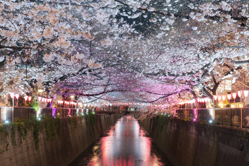 Cherry blossom lined Meguro Canal at night in Tokyo, Japan. Springtime in April in Tokyo, Japan.