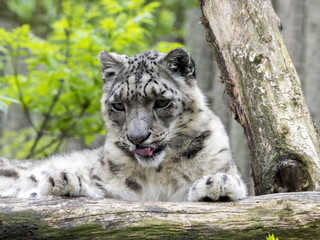 Resting Snow leopard, Uncia ounce