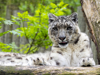 Fototapeta na wymiar Resting Snow leopard, Uncia ounce