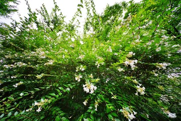 アベリアの花