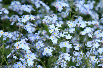 Obraz na płótnie Canvas Background of many blue flowers forget-me-not
