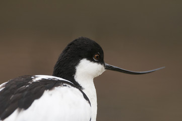 Avocet (Recurvirostra avosetta)