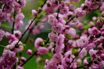 sakura or cherry tree flowers pink color on branch