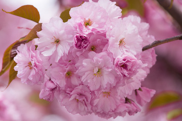 new life birth, spa and relax, nature and beauty, spring