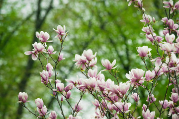 floral background of pink magnolia flowers on tree branch