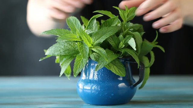 Female hand taking green mint,healthy fresh herb on black background