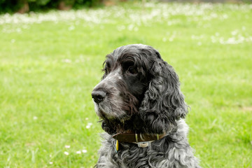 Cocker