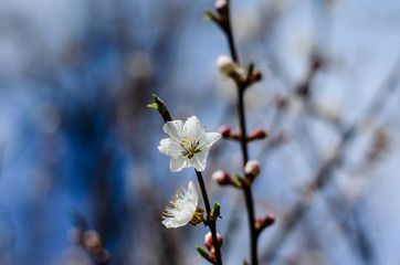 Branch of the blossoming apricot tree